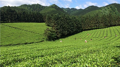 農(nóng)業(yè)部牽頭成立中國茶產(chǎn)業(yè)聯(lián)盟，公司選為副理事長單位