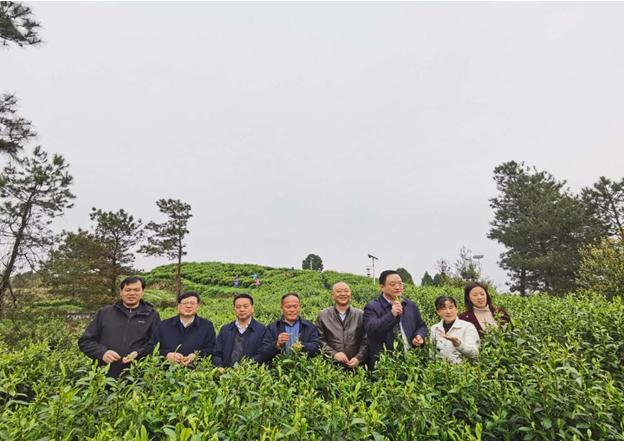 公司負責人陪同省供銷社、湘西州領(lǐng)導(dǎo)一行調(diào)研我司青干村茶葉扶貧示范基地