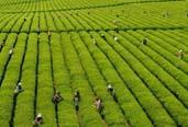 2013年，全國茶葉生產(chǎn)繼續(xù)增產(chǎn)增收